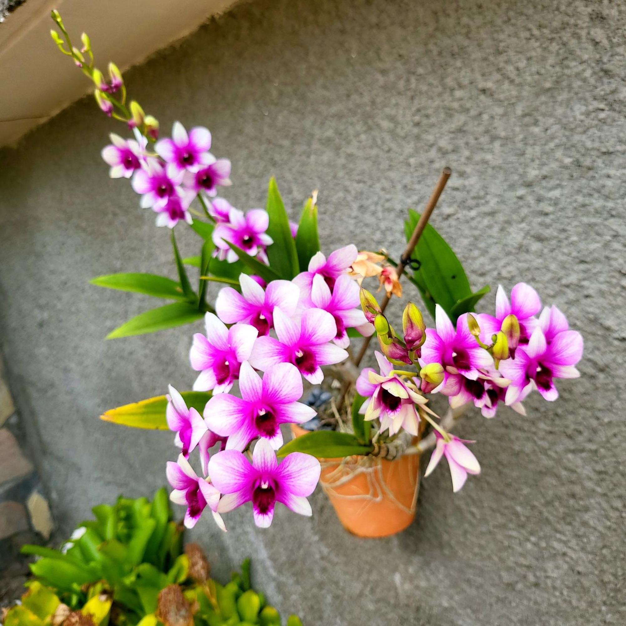 לה פראנסז Residence Kay Mamy Zet מראה חיצוני תמונה